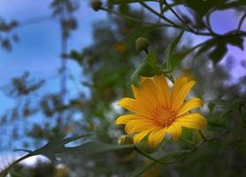 Wild Marigold Mexican Sunflower golden color nature background wallpaper photo