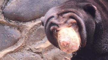 la aguda mirada de un oso foto