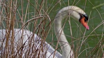 cisnes nadando en el lago. video