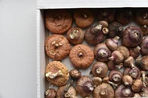 Seeds and bulbs of Gladioli in spring before planting photo