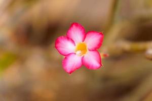 primer plano de flores de azalea rosa sobre fondo borroso. copie el espacio foto