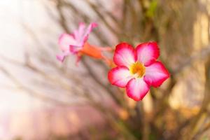 primer plano de flores de azalea rosa sobre fondo borroso. copie el espacio foto