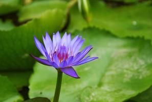 Water Lily in pond photo