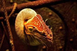 Nautilus shell deep sea photo