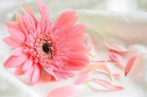 Pink Flowers on white cloth photo