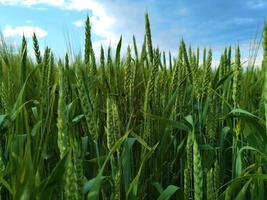 fresh green wheat field during summer day. photo