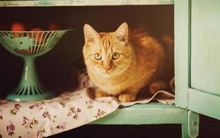 funny cat sits in a rural closet photo