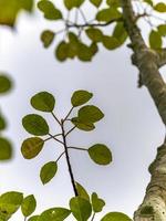 foto de abajo hacia arriba de una ramita con hojas en un árbol en el fondo