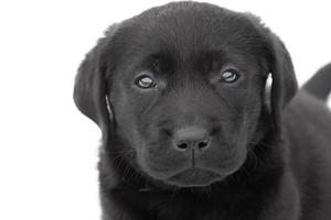 Isolate the dog. Labrador retriever puppy of black color on a white background. photo