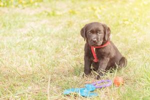 Little dog on the green grass. Labrador retriever puppy. photo