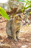 hermoso gato lindo con ojos verdes en la selva tropical de México. foto