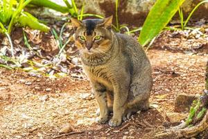 Beautiful cute cat with green eyes in tropical jungle Mexico. photo