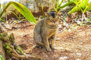 hermoso gato lindo con ojos verdes en la selva tropical de México. foto