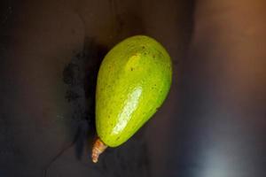 avocado pear organic photo