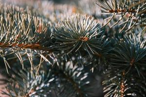 Closeup of prickly needles of the fir tree branches photo