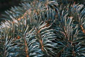 Blue-green fir tree needles pattern and texture