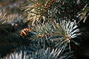 Blue-green fir tree prickly branches closeup photo