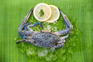 mariscos frescos de cangrejo crudo con hielo y limón sobre fondo de hoja de plátano - cangrejo de natación azul foto