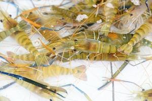 Fresh shrimp prawn life on the pond, Shrimp farm for sales to the market photo