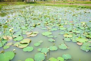 landscape of lotus pond, water lily field growing on nature leaf lotus photo