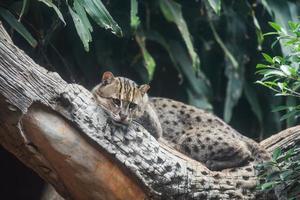 Fishing cat lying on the branch tree in the jungle photo