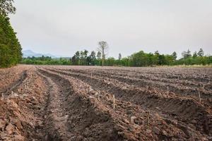 El arado agrícola prepara el suelo para comenzar a plantar campos de mandioca - tierras de cultivo foto