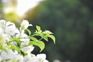 Bougainvillea flower in the morning with blurred background photo