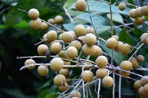 Longan fruits in asian country. photo