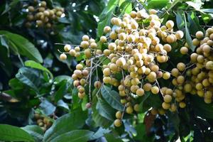 frutas longan en el país asiático. foto