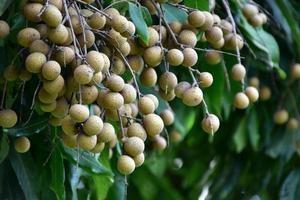 Longan fruits in asian country. photo