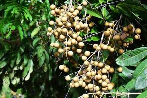 Longan fruits in asian country. photo