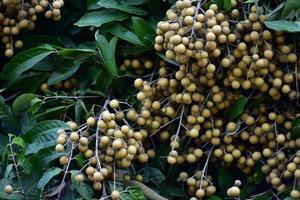 racimo de fruta longan en el árbol longan en el país asiático.