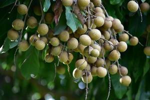 racimo de fruta longan en el árbol longan en el país asiático.