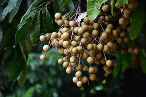 Longan fruit bunch on longan tree in asian country. photo