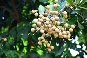 Longan fruit bunch on longan tree in asian country. photo