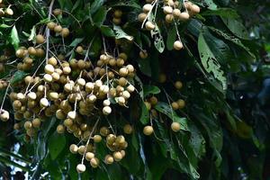 Longan fruit bunch on longan tree in asian country. photo