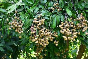 Longan fruit bunch on longan tree in asian country. photo