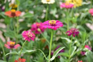 Zinnia flower growing in flower bed near home, photo