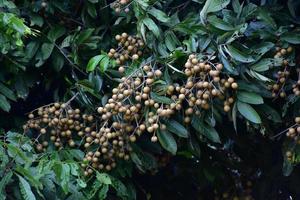 Longan fruits in asian country. photo