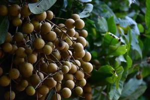 Longan fruit bunch on longan tree in asian country. photo