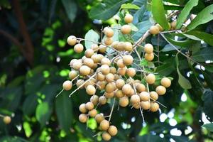 Longan fruit bunch on longan tree in asian country. photo