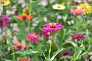 Zinnia flower growing in flower bed near home, photo