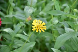 Zinnia flower growing in flower bed near home, photo