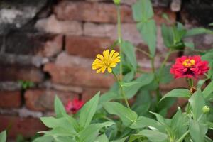 Zinnia flower growing in flower bed near home, photo