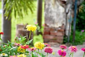 Zinnia flower growing in flower bed near home, photo