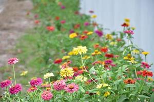 Zinnia flowers in flower bed, natural background. photo