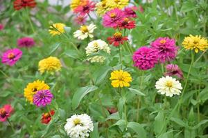 flores de zinnia en lecho de flores, fondo natural. foto