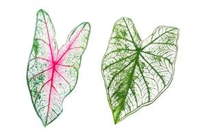 Isolated Heart of Jesus or Caladium bicolor leaf with clipping paths. photo