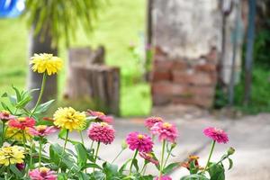 Zinnia flowers in flower bed, natural background. photo