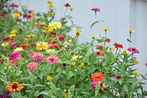 Zinnia flowers in flower bed, natural background. photo